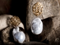 Perle_Barocche_s